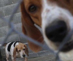 Más de 80 posibles casos de muertes de perro por un pienso que la Xunta analiza